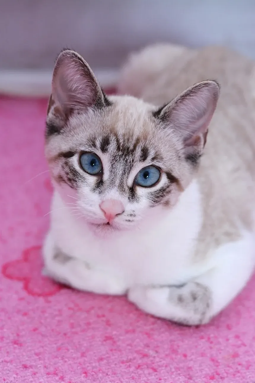 Receita Caseira de Petiscos para Gatos: Delícias Sem Forno para Seu Amigo Felino