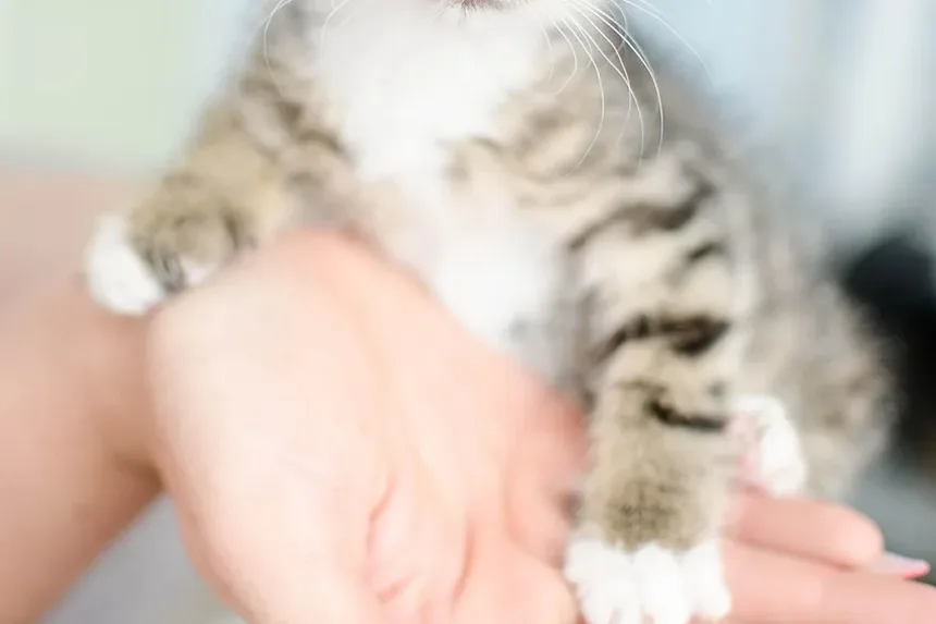 Receita Caseira de Petiscos para Gatos: Delícias Sem Forno para Seu Amigo Felino