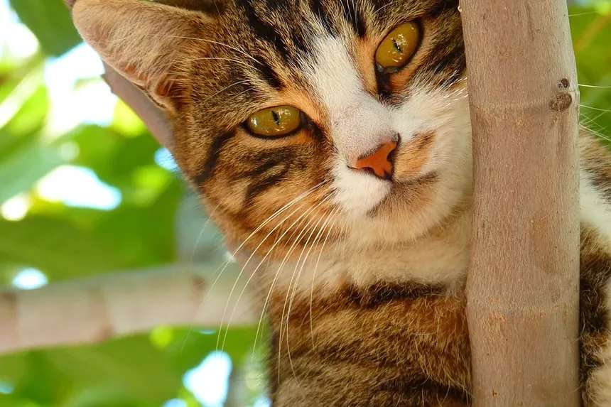 Receitas de Petiscos Caseiros para Gatos: Aprovados por Veterinários