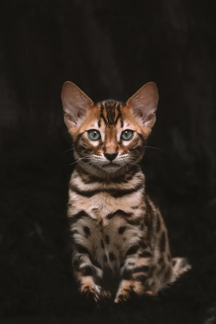 Quanto Tempo Leva para um Gato se Recuperar de uma Convulsão?
