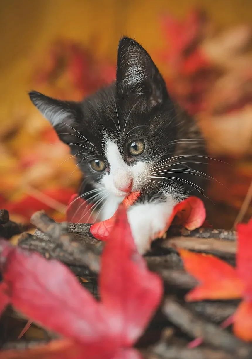 Quanto Tempo Leva para um Gato se Recuperar de uma Convulsão?