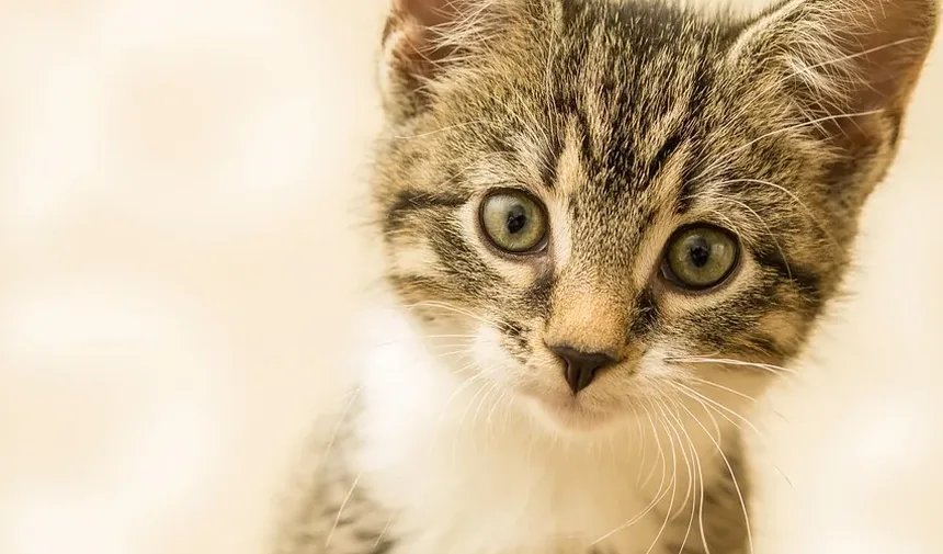Quanto Tempo Leva para um Gato se Recuperar de uma Convulsão?