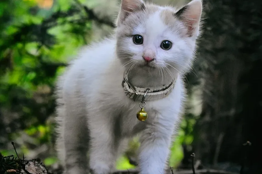 Quanto Tempo Leva para um Gato se Recuperar de uma Convulsão?