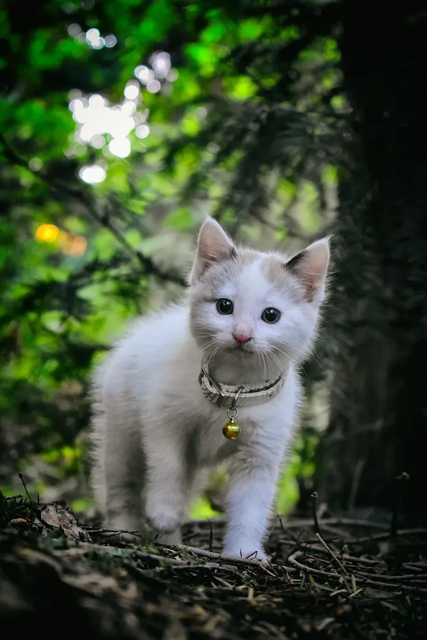 Com que frequência devo tosar meu gato Persa?