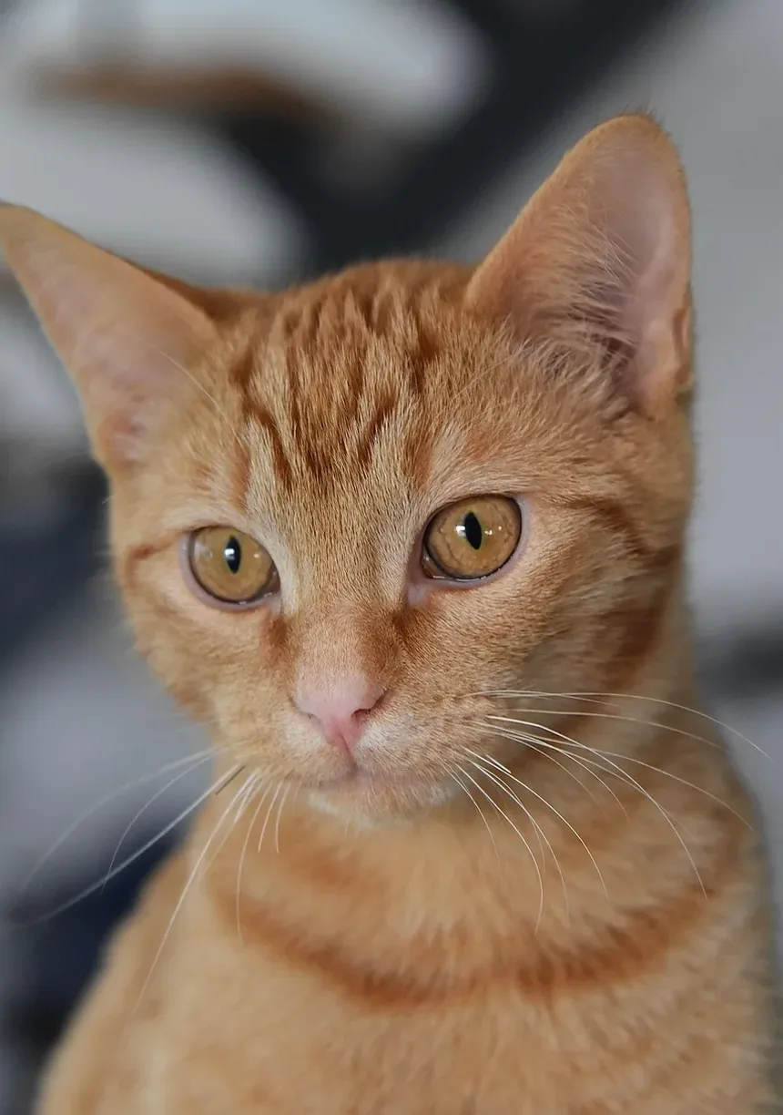 Com que frequência devo tosar meu gato Persa?