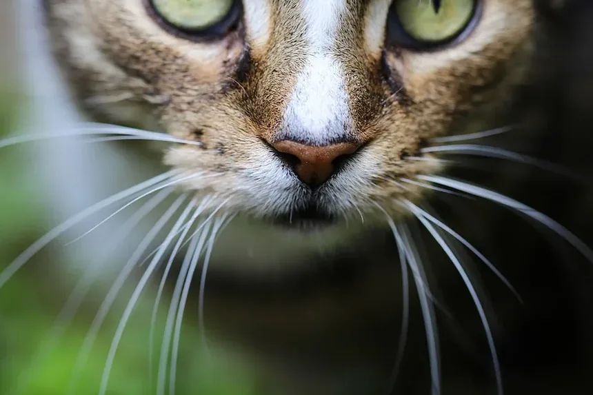 Com que frequência devo tosar meu gato Persa?