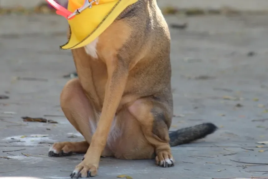 Com Que Frequência Devo Tosquiar Meu Cachorro: Um Guia Abrangente