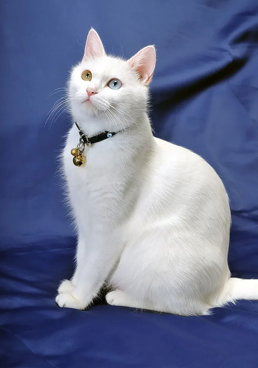 Como Fazer um Gatinho Assustado Sair de Debaixo da Cama