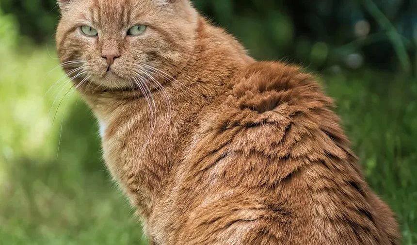 Como Fazer um Gatinho Assustado Sair de Debaixo da Cama