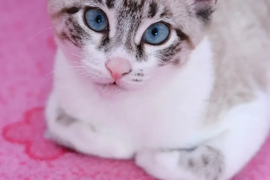 Como Fazer um Gatinho Assustado Sair de Debaixo da Cama