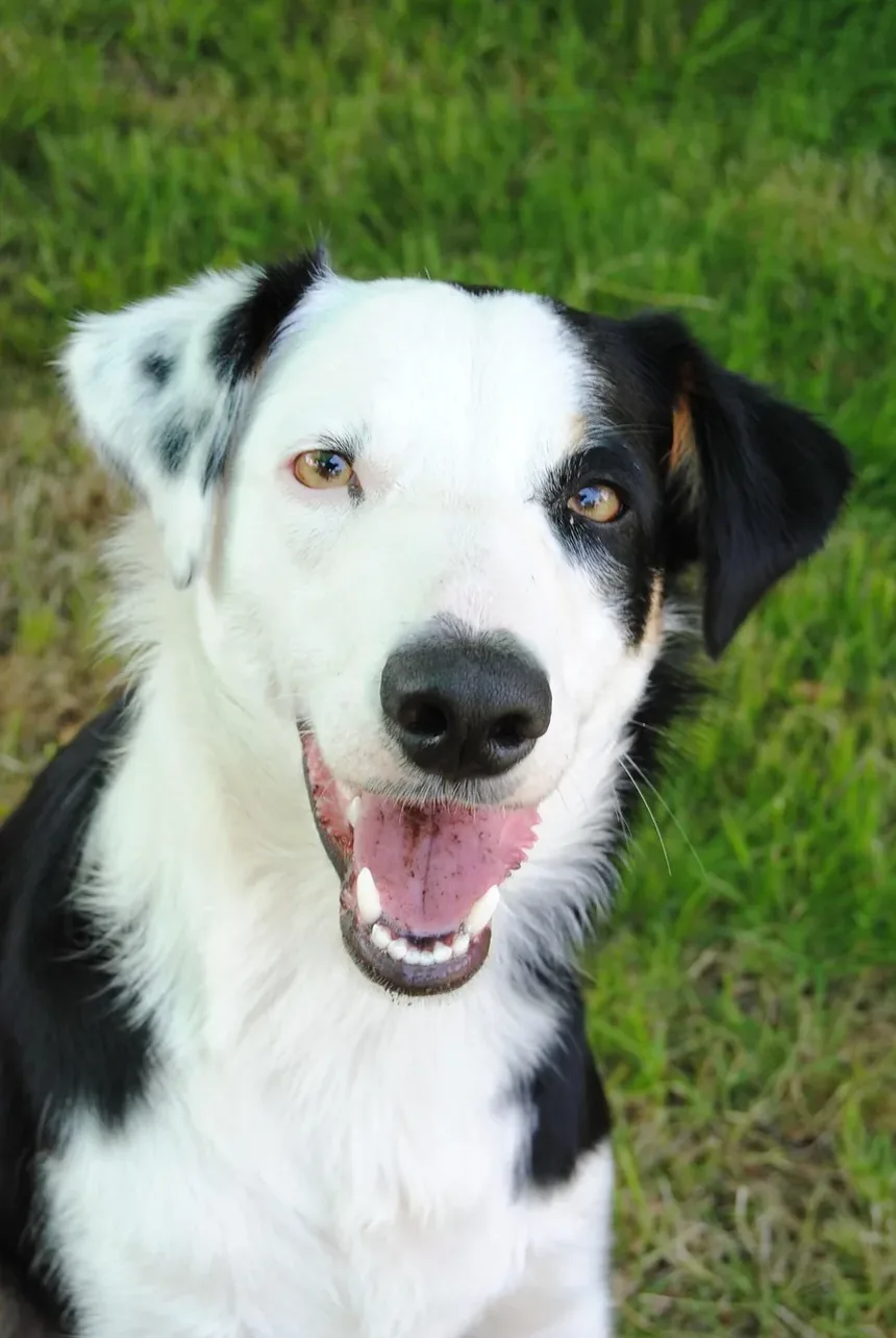 Como Ajudar Meu Cão a Não Ter Medo de Ruídos Altos