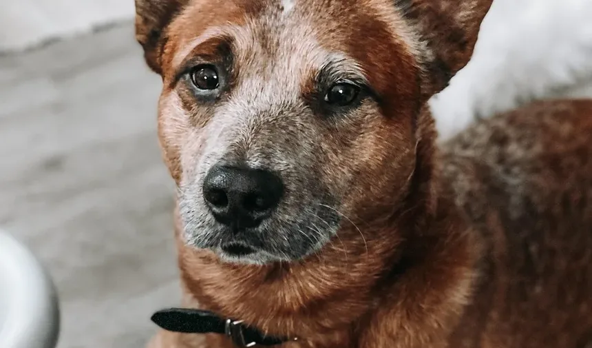Como Ajudar Meu Cão a Não Ter Medo de Ruídos Altos