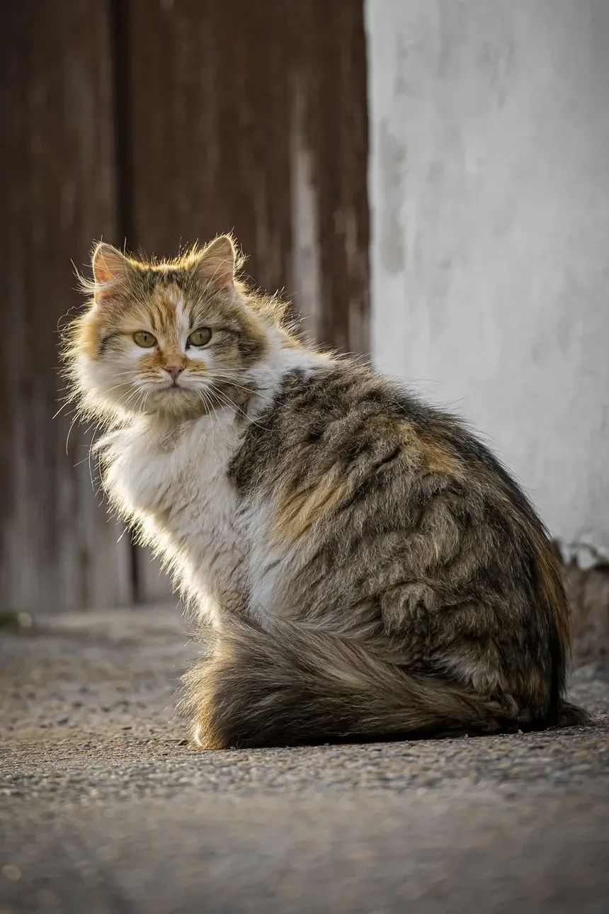 Como Ajudar Gatos Idosos a Defecar: Um Guia Completo