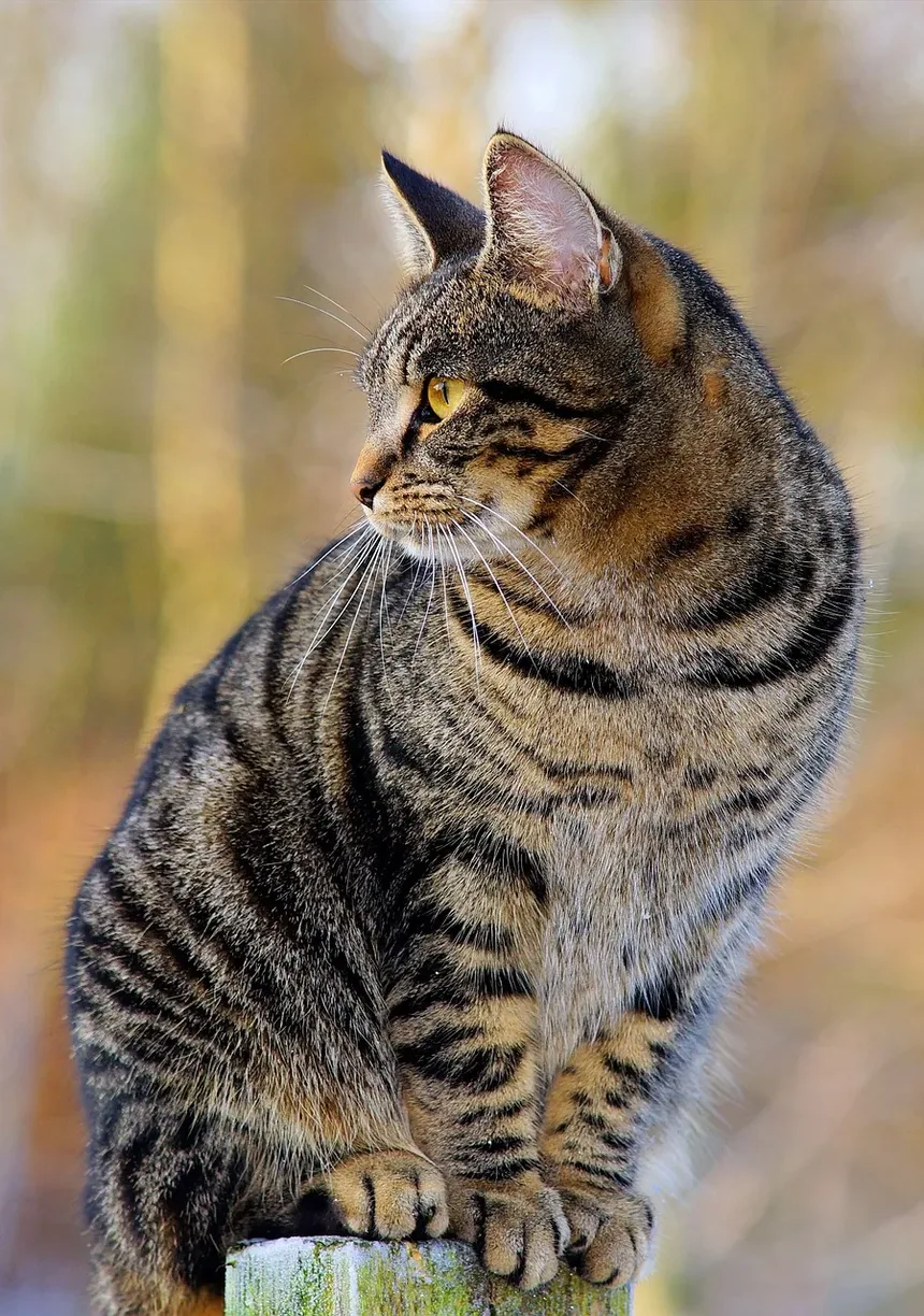 Como Ajudar Gatos Idosos a Defecar: Um Guia Completo