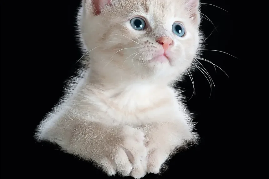 Como Ajudar Gatos Idosos a Defecar: Um Guia Completo