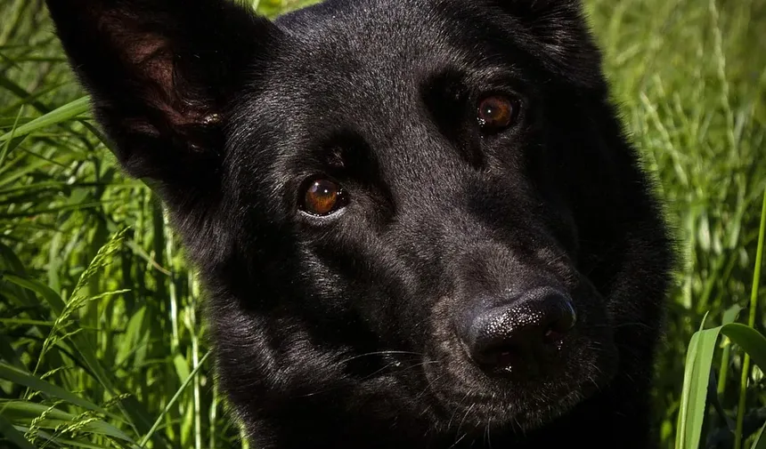 Como Ajudar Seu Cão a Superar a Ansiedade de Separação Sem Coleira Elétrica