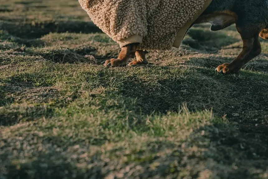 Como Ajudar Seu Cão a Superar a Ansiedade de Separação Sem Coleira Elétrica