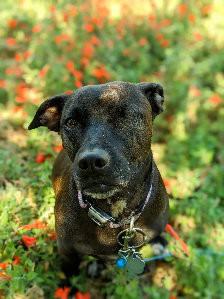 Como Apresentar um Novo Pet ao Seu Cão