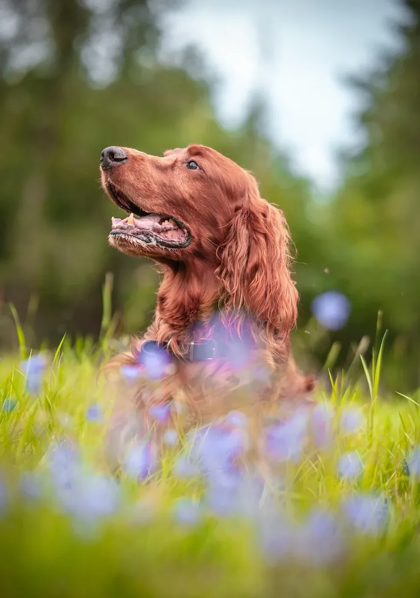 Como Apresentar um Novo Pet ao Seu Cão