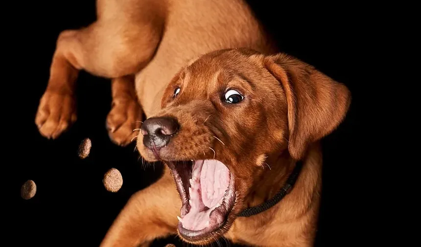 Como Apresentar um Novo Pet ao Seu Cão