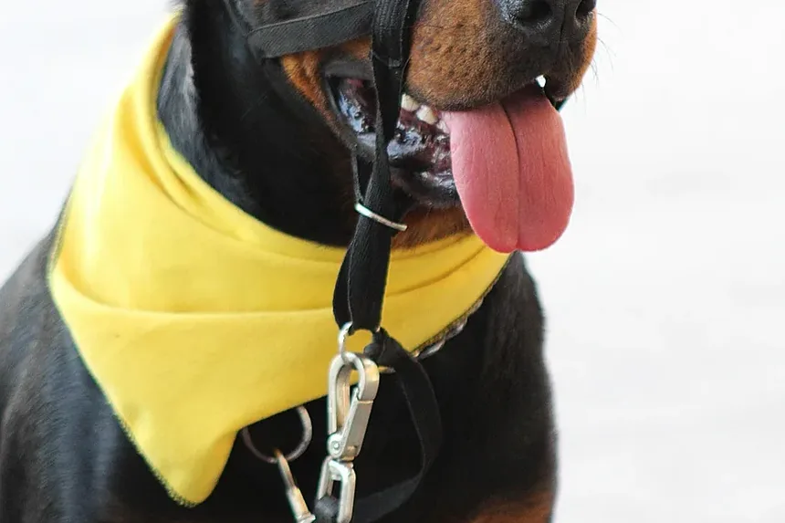 Como Apresentar um Novo Pet ao Seu Cão