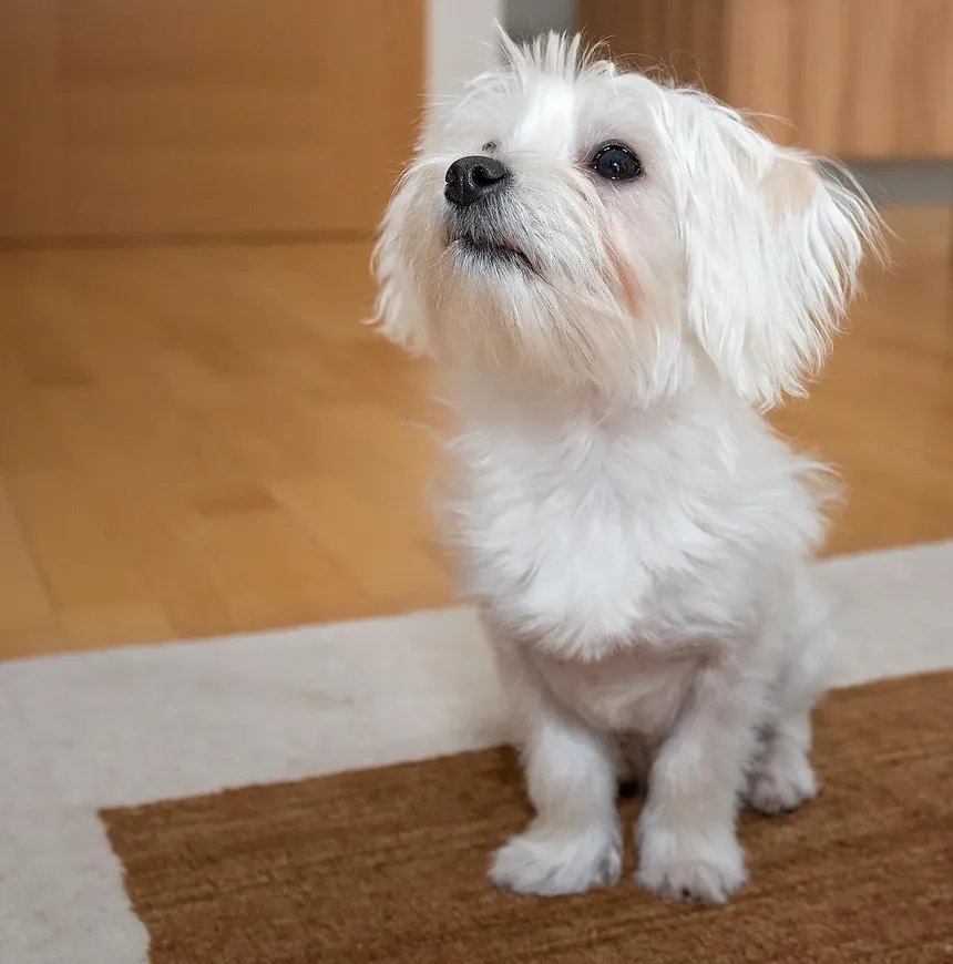 Como Saber se o Seu Cão é Alérgico a Frango