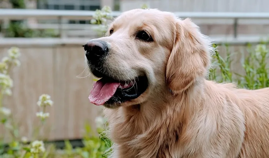 Como Saber se o Seu Cão é Alérgico a Frango
