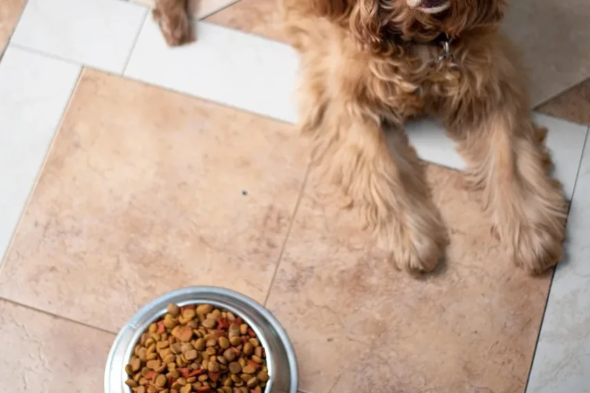 Como Saber se o Seu Cão é Alérgico a Frango