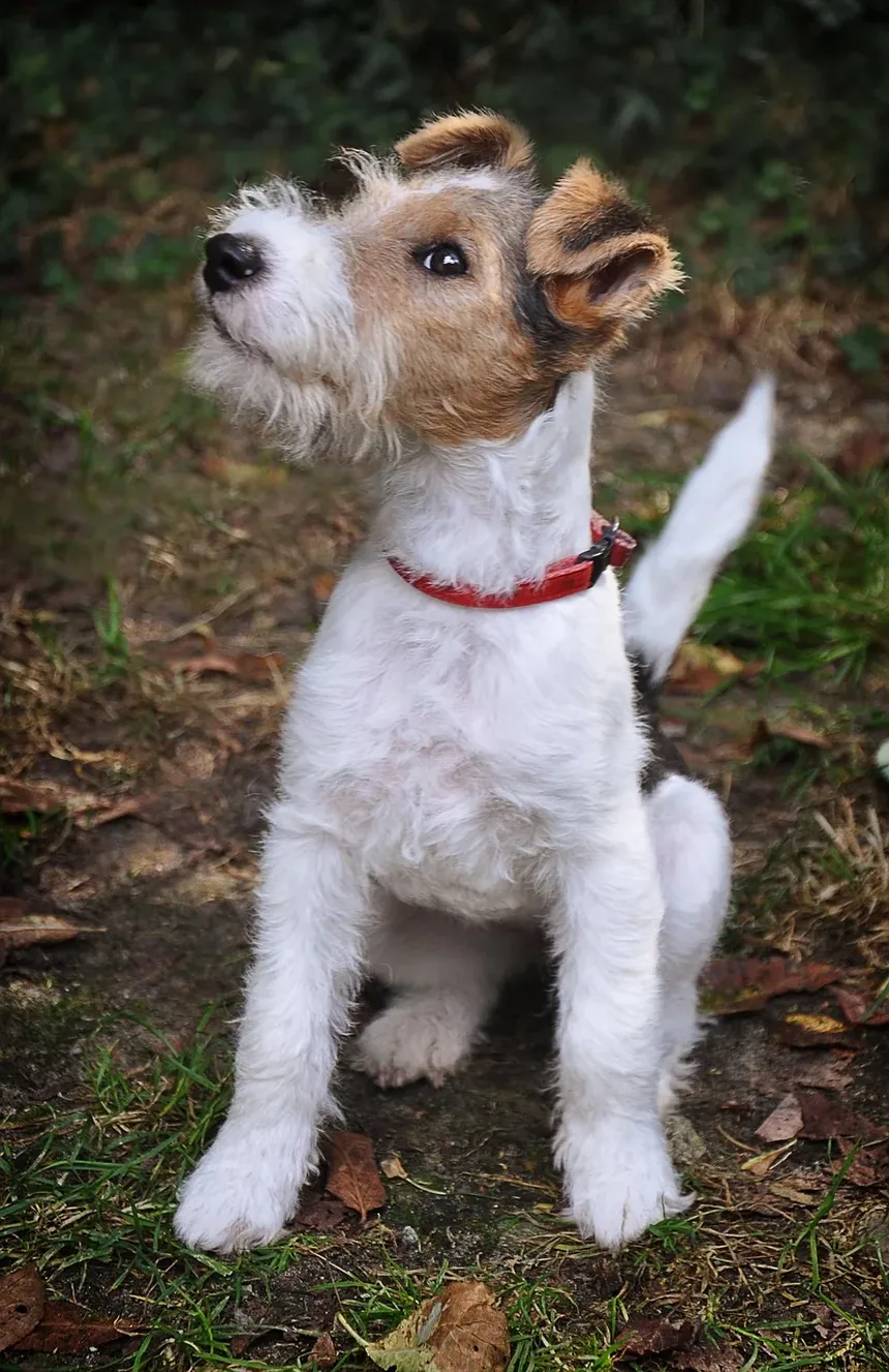 Como Manter a Saúde das Articulações dos Cães