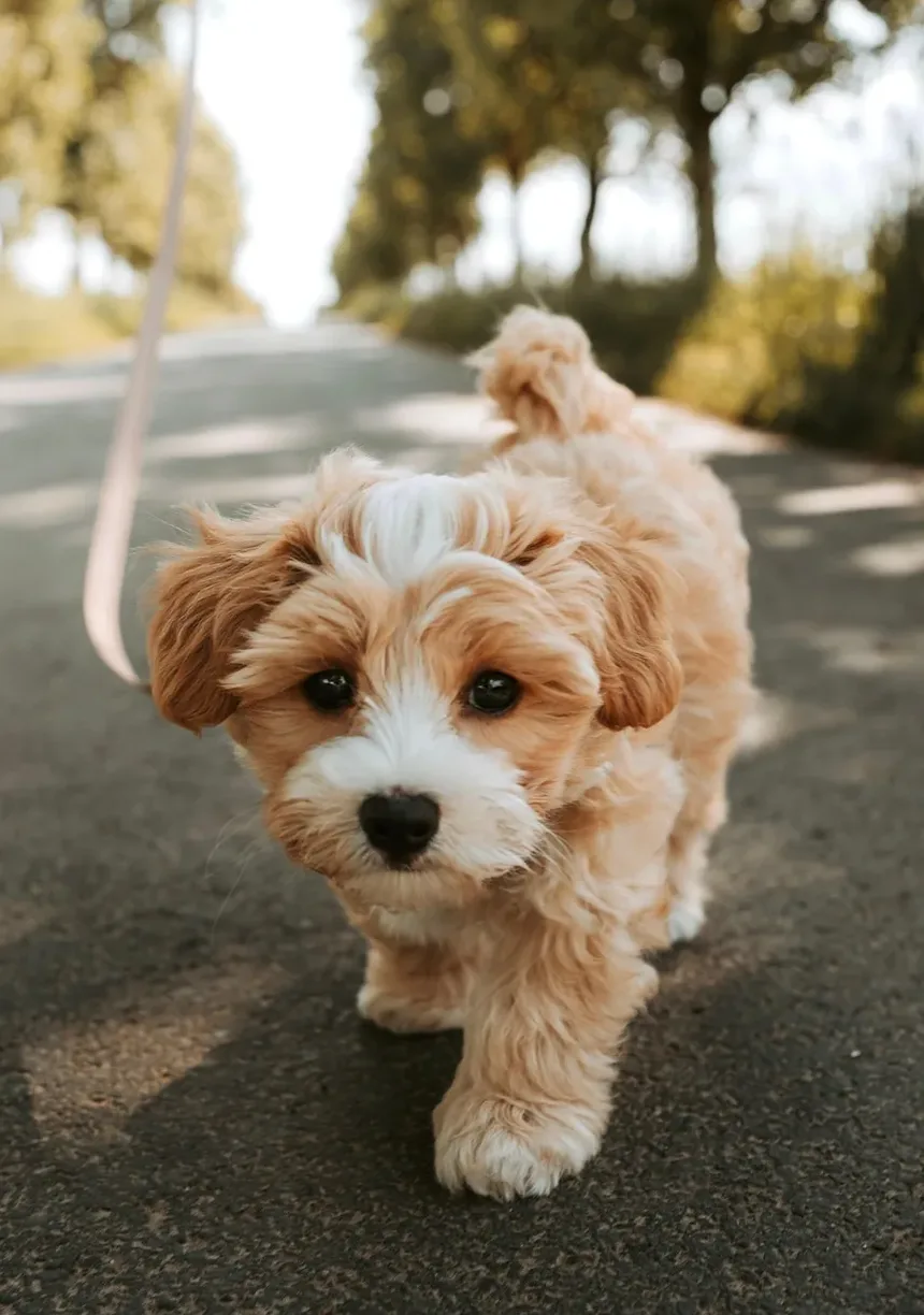 Como Manter a Saúde das Articulações dos Cães