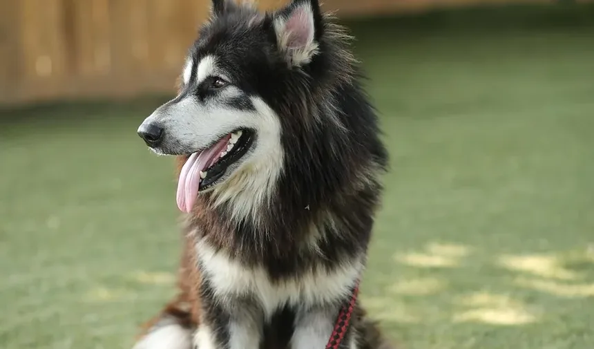 Como Manter a Saúde das Articulações dos Cães