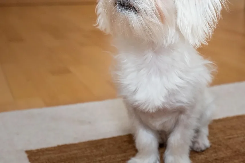 Como Manter a Saúde das Articulações dos Cães