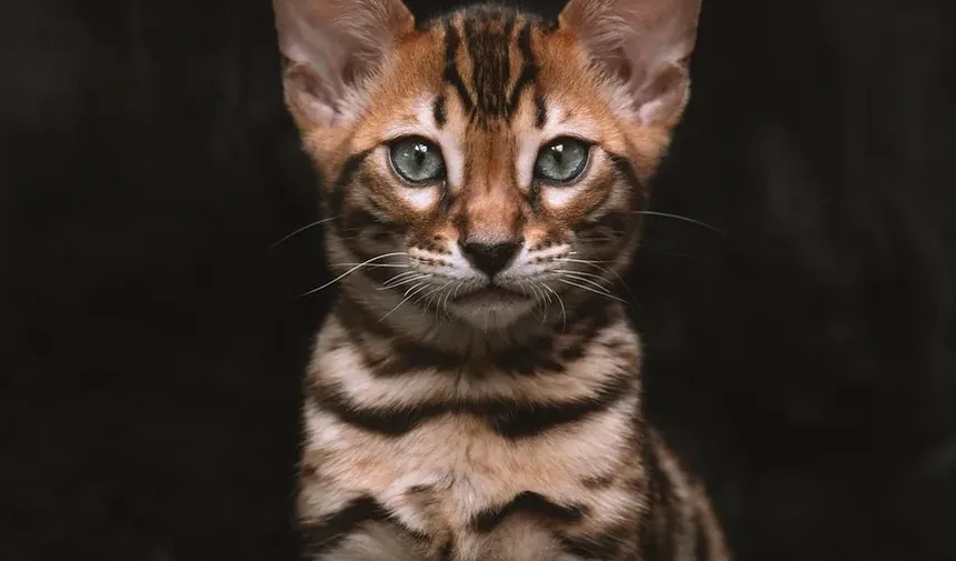 Como Diferenciar Caspa de Gato de Ovos de Pulga