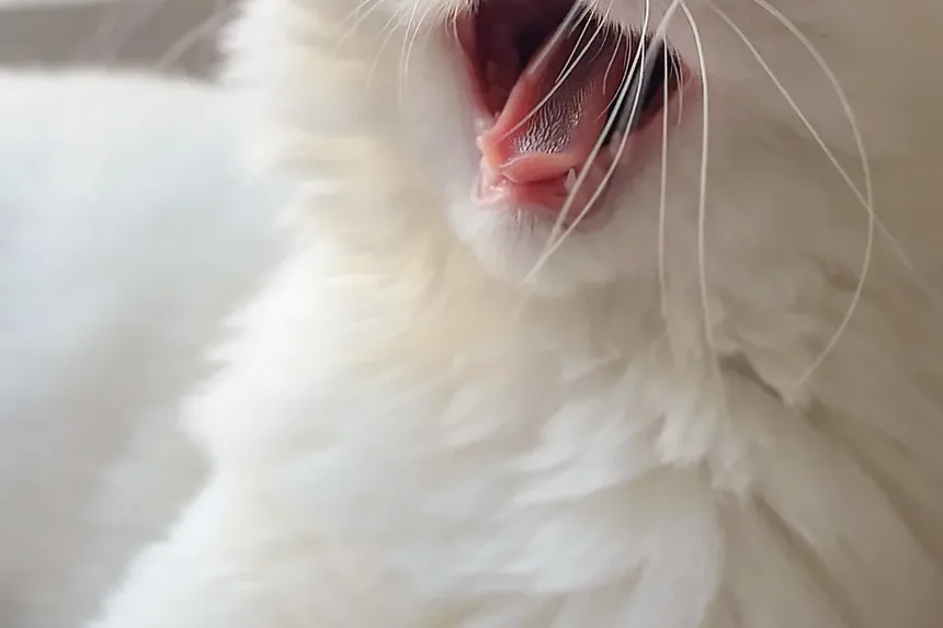 Como Diferenciar Caspa de Gato de Ovos de Pulga