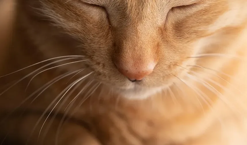 Como Saber Se Meu Gato Está Acima do Peso ou Apenas Grande