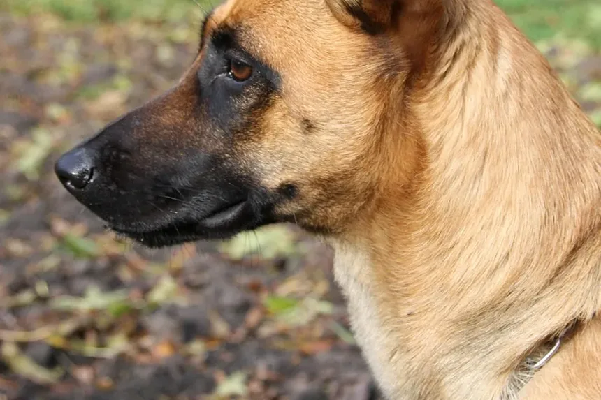 Como Tratar Feridas em Cães em Casa