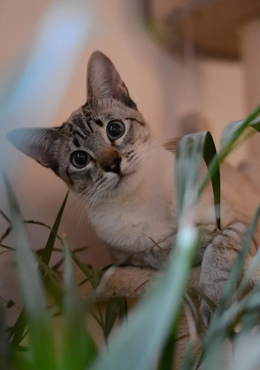 Técnicas de Manejo de Baixo Estresse para Gatos