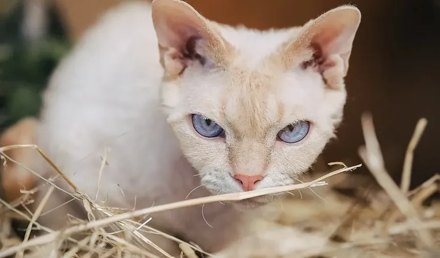 Técnicas de Manejo de Baixo Estresse para Gatos