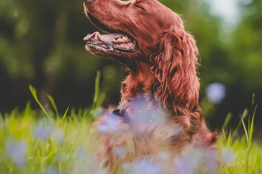 Efeitos Colaterais da Vacina contra Melanoma em Cães: O Que Você Precisa Saber