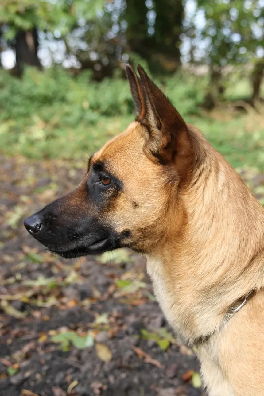 Tratamento Natural para Infecção Fúngica na Pele de Cães