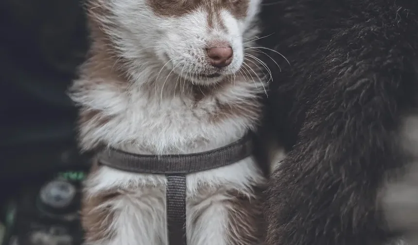 Tratamento Natural para Infecção Fúngica na Pele de Cães