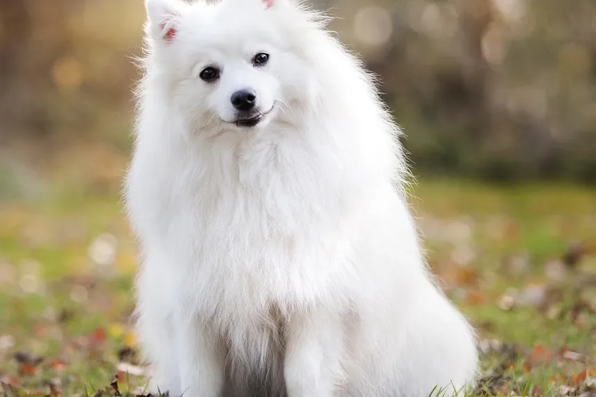 Tratamento Natural para Infecção Fúngica na Pele de Cães