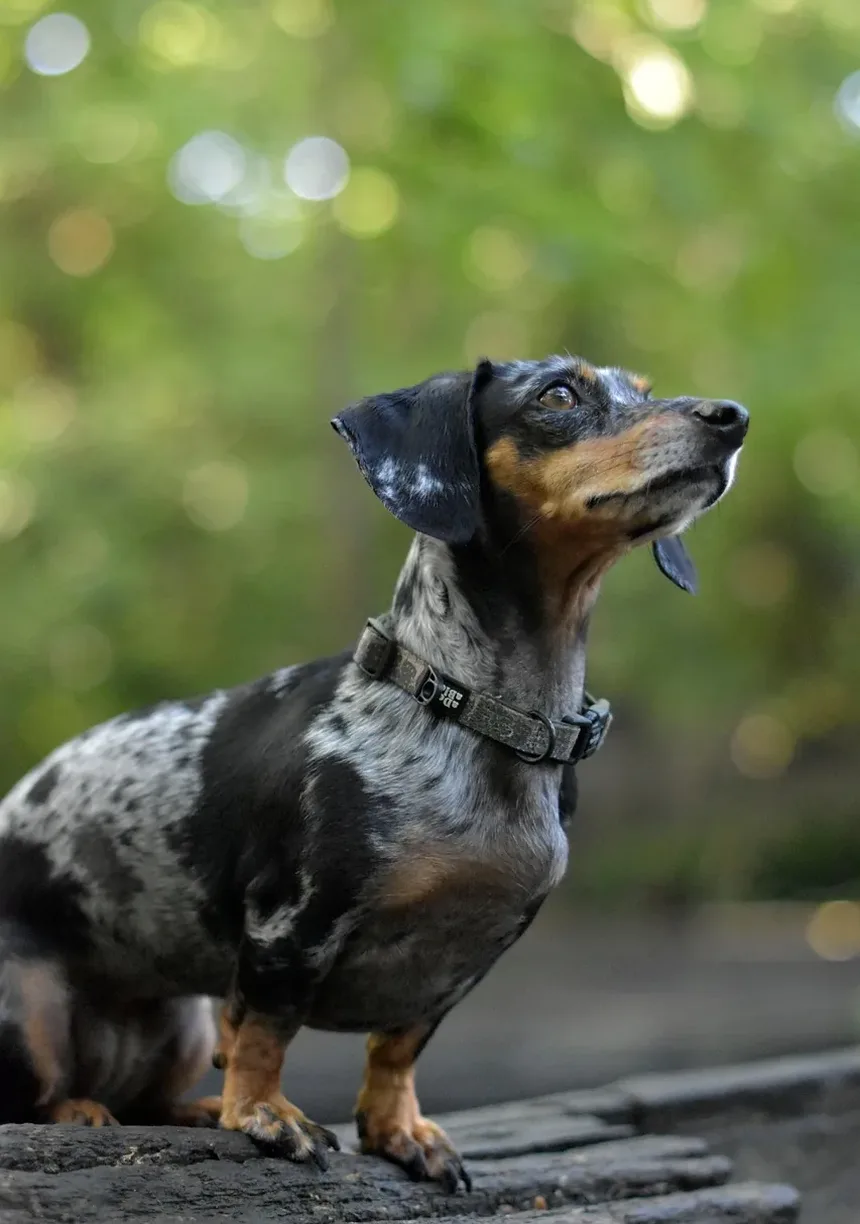 Efeitos Colaterais da Injeção de Pentosan em Cães: O Que Você Precisa Saber