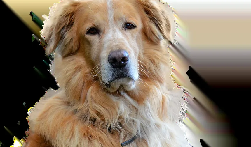 Efeitos Colaterais da Injeção de Pentosan em Cães: O Que Você Precisa Saber