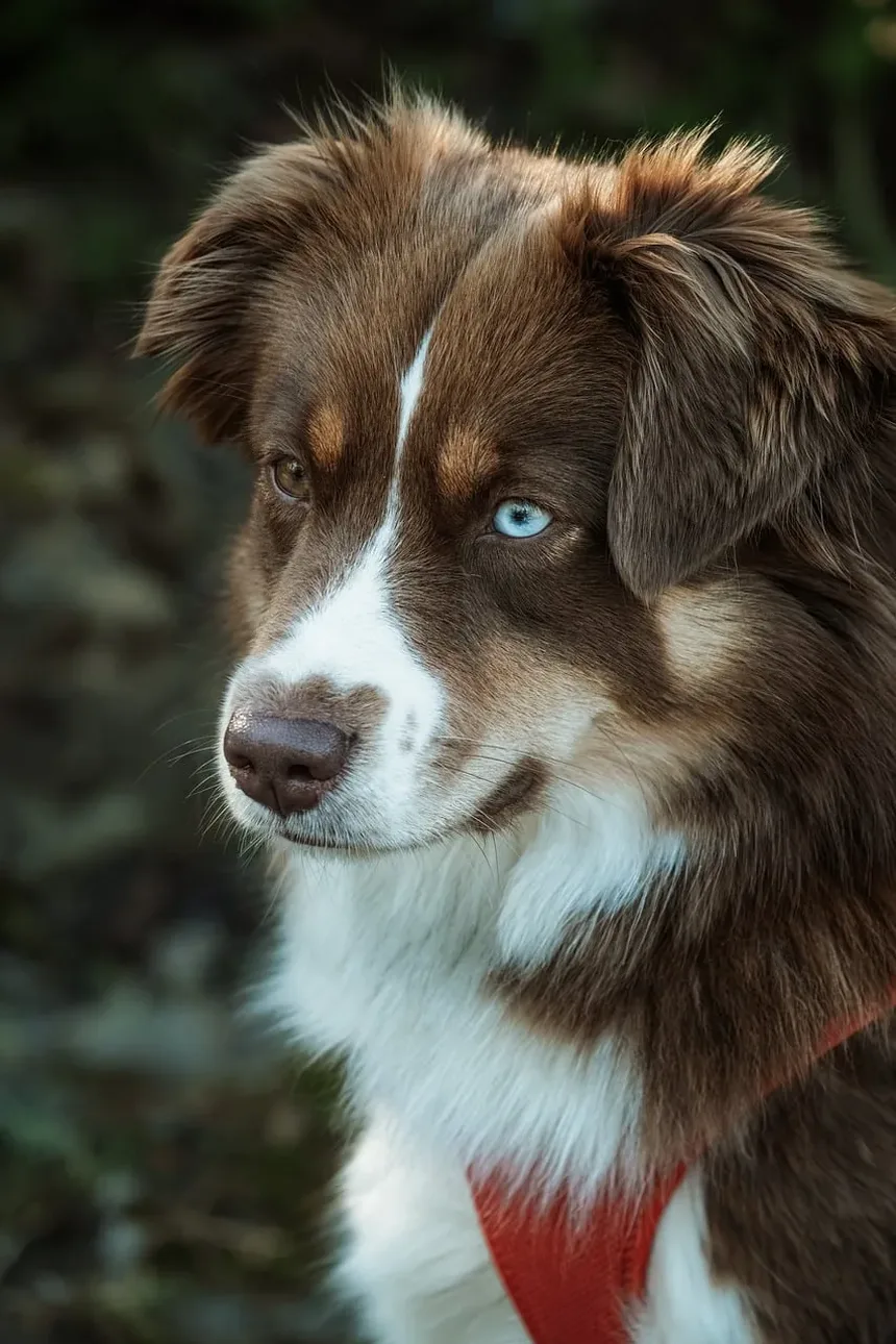 r/Dogtraining no Reddit: Meu Cachorro Não Para de Ladrar à Noite...Por Favor, Ajude