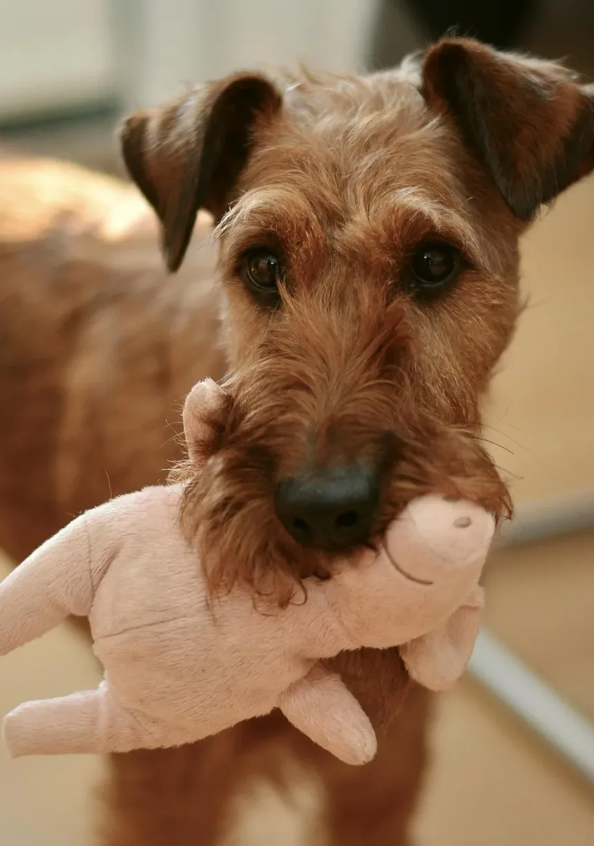 Efeitos Neurológicos Colaterais da Vacina Antirrábica em Cães: Cronograma e Informações
