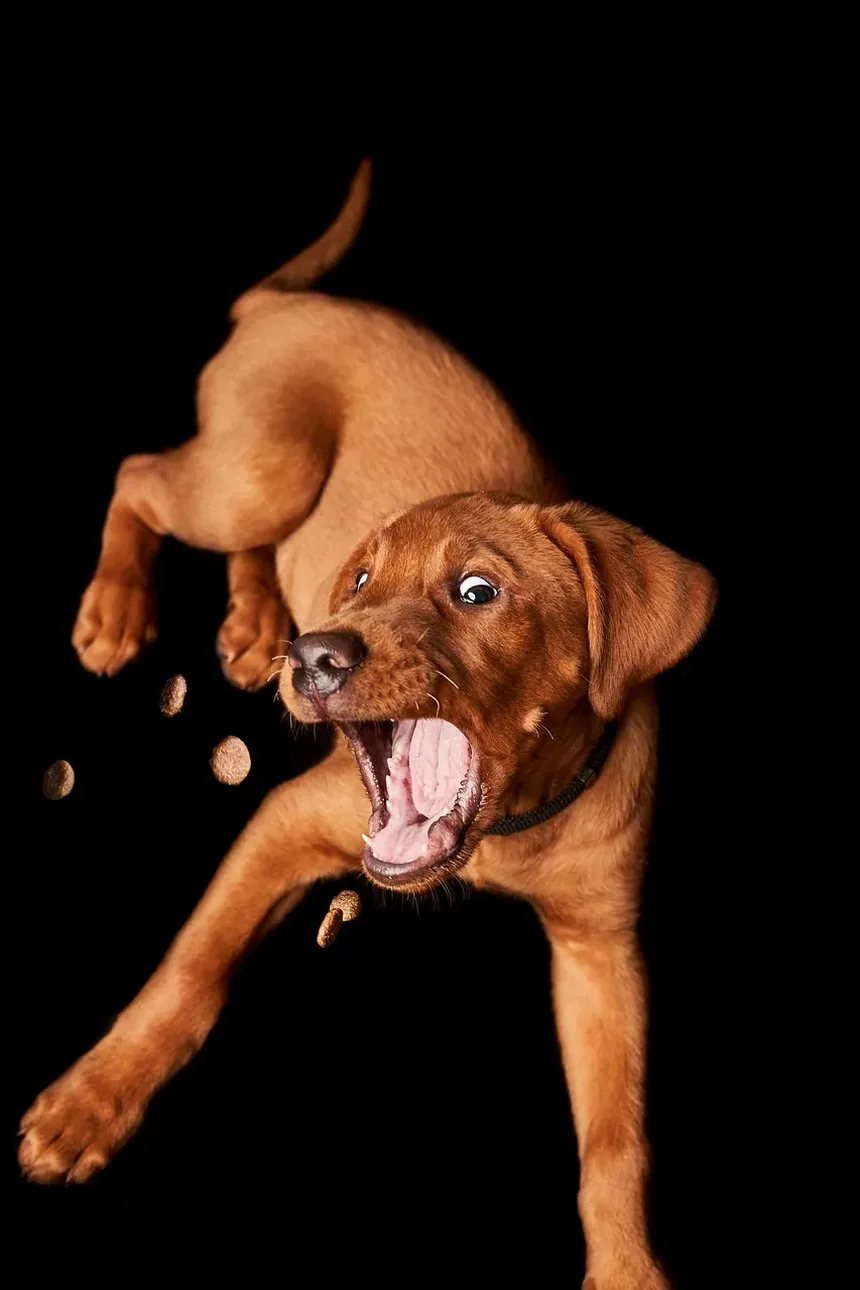 Vitaminas Recomendadas para Cães: Nutrientes Essenciais para uma Saúde Ótima