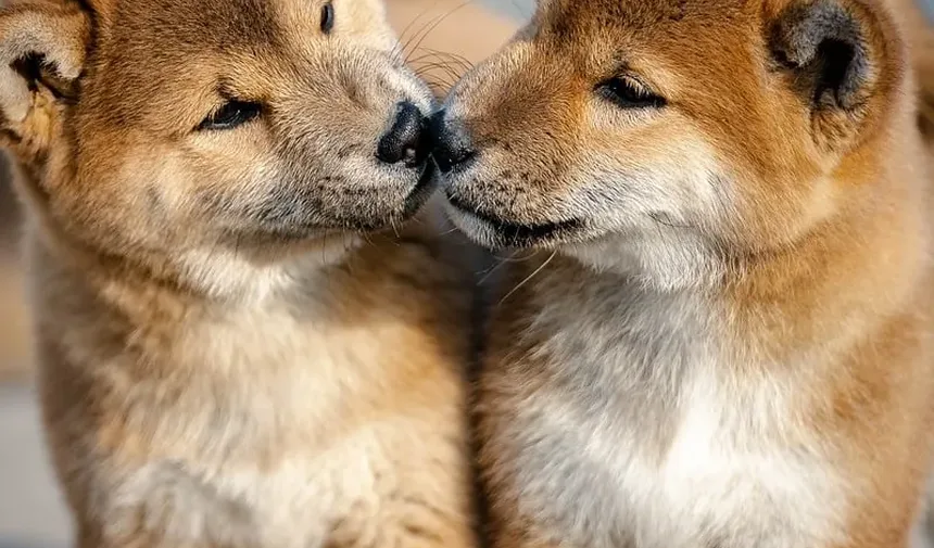 Vitaminas Recomendadas para Cães: Nutrientes Essenciais para uma Saúde Ótima
