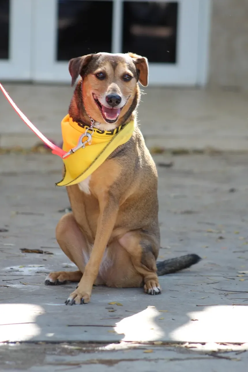 Meu Cão Deve Usar Prevenção Contra Vermes do Coração?