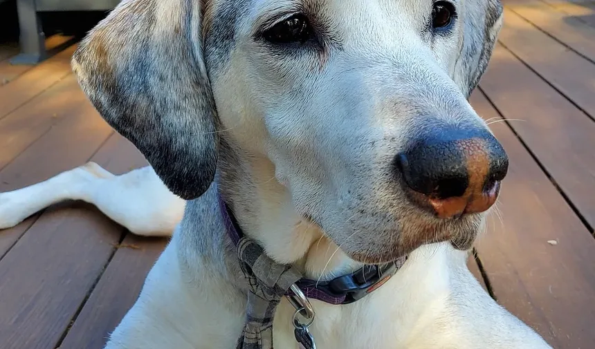 Meu Cão Deve Usar Prevenção Contra Vermes do Coração?